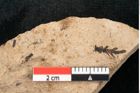 Foto (Detailansicht) von Sequoia couttsiae Heer (NHMW-GEO-2024-0188-8256)